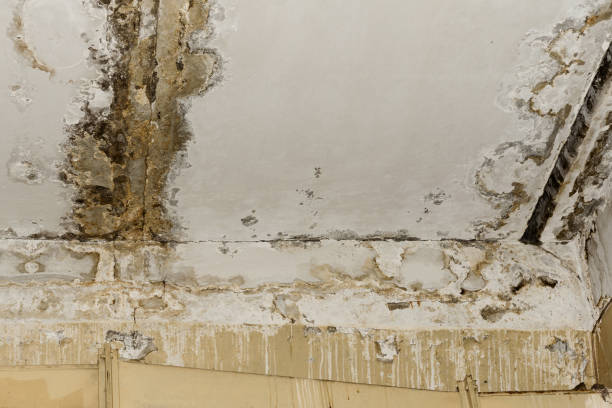Best Real Estate Mold Inspection  in South Sarasota, FL