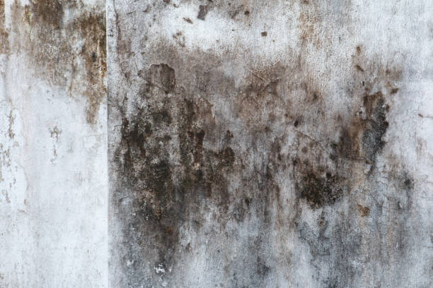 Best Indoor Air Quality Assessment  in South Sarasota, FL