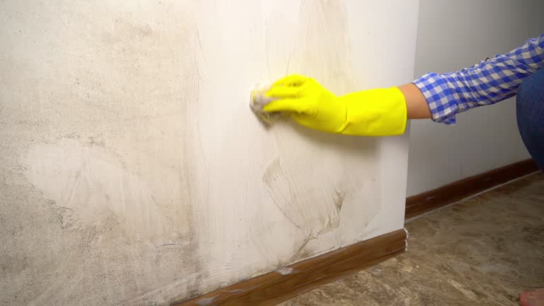 Best Biohazard Mold Removal  in South Sarasota, FL