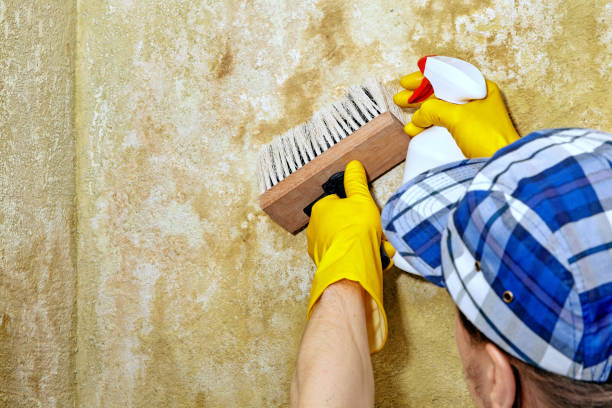 Best Comprehensive Air Testing for Mold Contaminants  in South Sarasota, FL