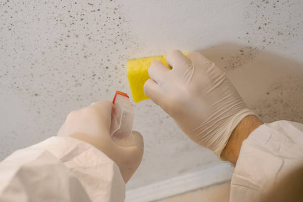Best Air Quality Testing for Mold Spores  in South Sarasota, FL