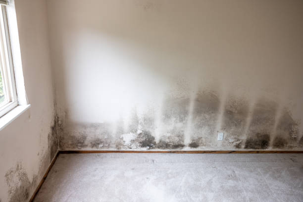 Best Attic Mold Removal  in South Sarasota, FL