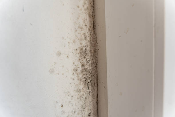 Best Commercial Mold Inspection  in South Sarasota, FL